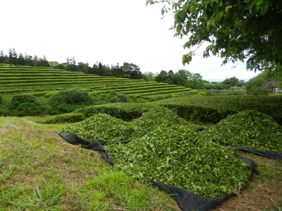 Harvesting tea at the Chá Gorreana plantation