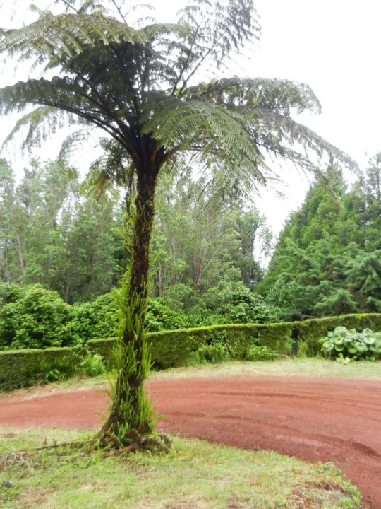 A beatiful fern palm on our way to another ...